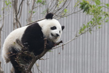 Playful Panda Cub on the Tree, China