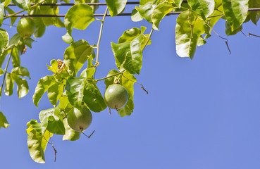Green raw Passion Fruit hanging on the vine in the garden with blue sky background.
