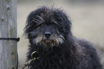 Witziger Hund