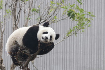 Playful Panda Cub on the Tree, New Wolong, China