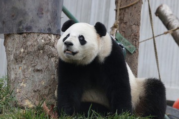 Naklejka na ściany i meble Funny Giant Panda Cub , China