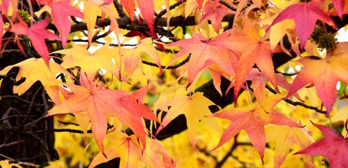 Herbstlaubfärbung, der Herbst ist da, Banner