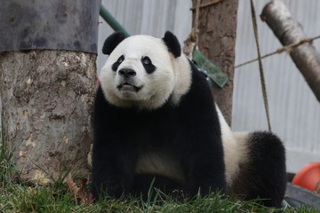 Obraz na płótnie Canvas Funny Giant Panda, Bao Bao, Wolong Panda Base,China