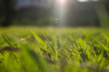 Grass on the sunset