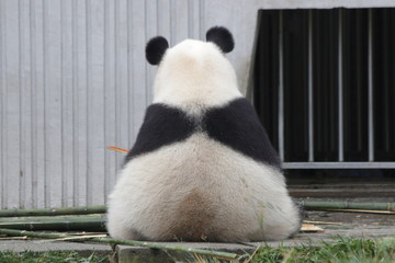 Fluffy Back of Giant Panda