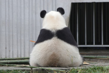 Fluffy Back of Giant Panda © foreverhappy