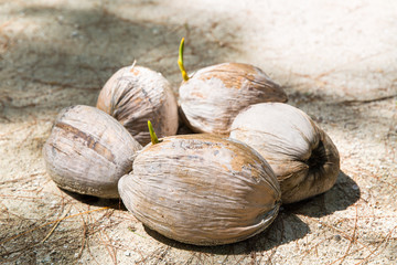 exotic food and nature concept - coconuts with sprouts on tropical beach in french polynesia