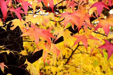 Kanadischer Amberbaum, Herbstzeit, Herbstlaubfärbung