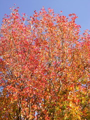 モミジバフウの紅葉