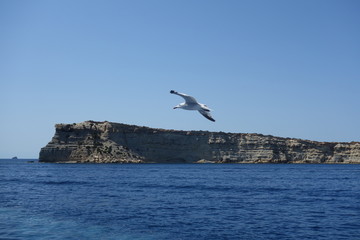 Naklejka premium Seagull in Flight