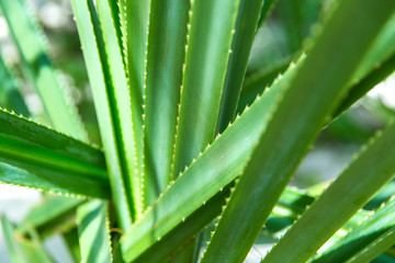 Fototapeta premium nature, botany and flora concept - close up of exotic green plant