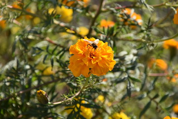 A honey bee drinks the rector from a flowers