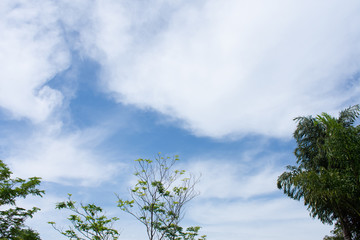 Obraz premium Tree in the sky