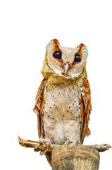 Owl is on white