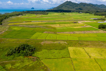Aerial view of picturesque, colorful rice paddys on the island of Koh Yao Noi in Thailand