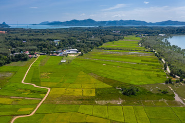 Aerial drone view of beautiful rice paddys on the Thai island of Koh Yao Noi