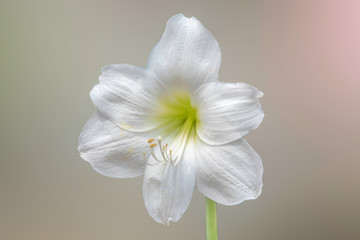 Fototapeta premium Flower is the background