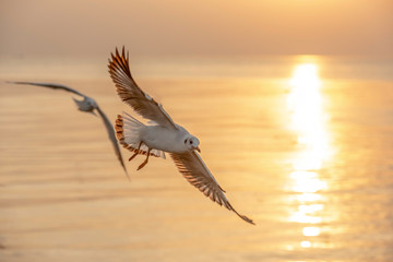 The background of the seagull at sunset.