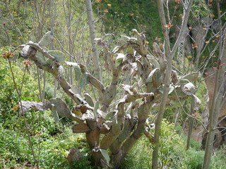 Old dry cactus, turning brown and looking like wood