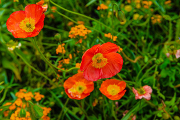 Obraz premium Mohnblumen Blüten