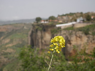Yellow flowers on a cliff with a view of the mountains of Ronda, Spain