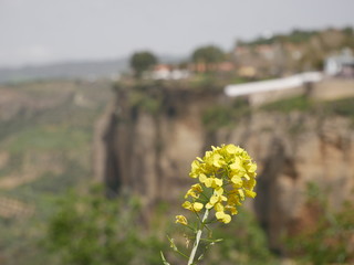 Yellow flowers on a cliff with a view of the mountains of Ronda, Spain
