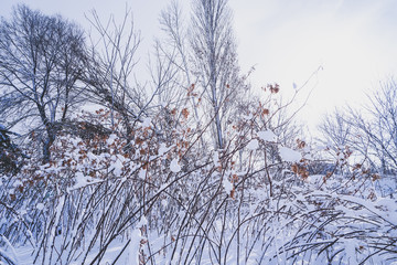 Branches is full of snow