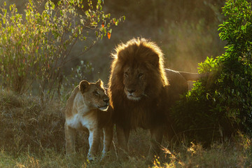 pride of lions in kenya