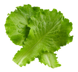 lettuce leaves Clipping Path