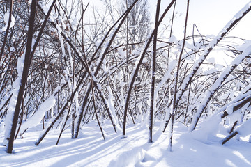 Branches is full of snow