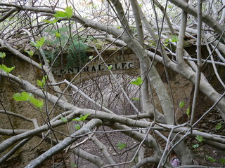 Logs of a tree growing in front the entrance of an old abandoned building in the woods, fallen apart, with the letters on its entrance still visible in the mountains of Ronda, Spain
