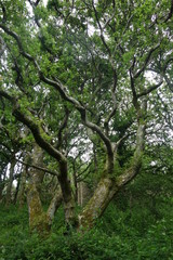 Tree in Forest