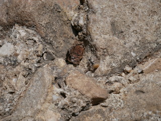 Tiny ant carrying a round ball or grain of sand