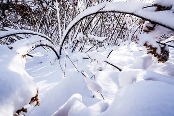 Branches is full of snow