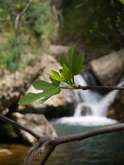 River flowing between rocks, forming a small waterfall in the mountains of Ronda, Spain, with sticks and leaves of a tree in the foreground