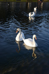swans on lake