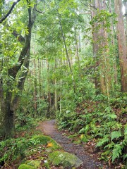 Obraz premium YAKUSHIMA