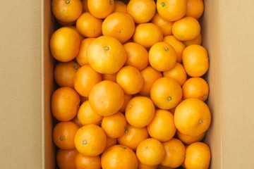 産地直送箱入りみかん - Fresh mandarin oranges from farm in the box