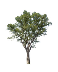 tree isolated on white background, collections tree isolated, tree object