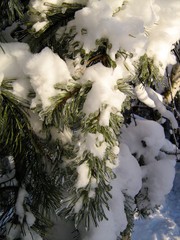 Winter forest, icy pine branch, covered with snow.
