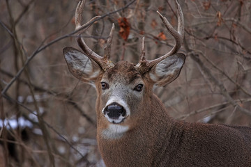 Fototapeta premium White-tailed deer buck closeup with huge neck and antlers walking through the woods during the rut in autumn in Canada