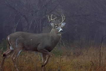 Fototapeta premium White-tailed deer buck with huge neck walking through the foggy woods during the rut in autumn near Ottawa, Canada