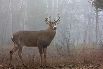 Naklejka na ściany i meble White-tailed deer buck with huge neck walking through the foggy woods during the rut in autumn near Ottawa, Canada