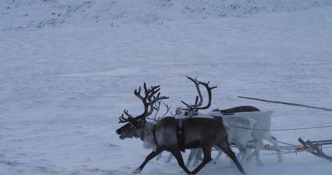 Yurts camp in the middle of tundra in Siberia , reindeers and sleigh are beside the camp amazing view of drone taking.