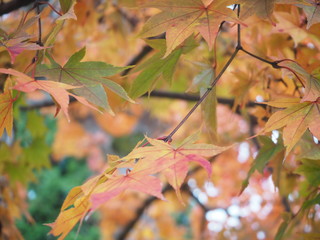 紅葉