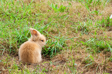 purebred rabbit sitting in the meadow