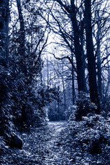 Forest in Blue Winter