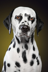Unhappy Dalmatian dog