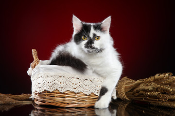 Crossbreed white cat in basket