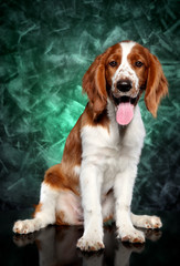 Springer Spaniel on abstract green background